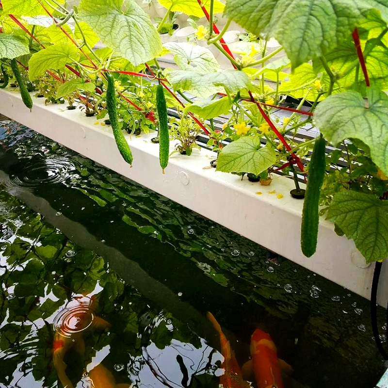 淮南市温室大棚鱼菜共生 - 一站式服务